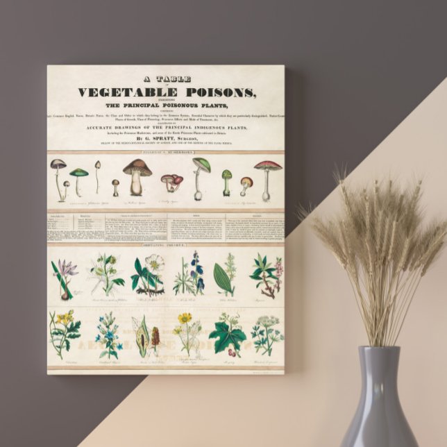 Poster Cogumelos Venenosos Vintage Retro 1840-1850 (Criador carregado)