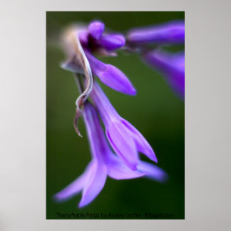 Pôster "Coisas Roxas Bonito" de Andrew Gettler