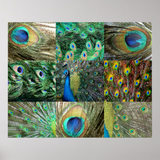 Poster Colagem de fotos de Pavão Azul Verde