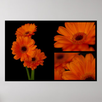Pôster Colagem de Gerbera