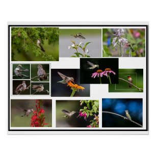 Pôster Colagem de Hummingbird