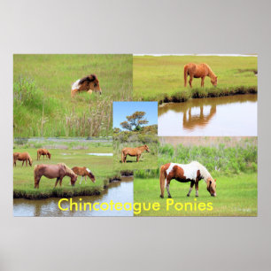Poster Colagem de Pôs Chincoteague