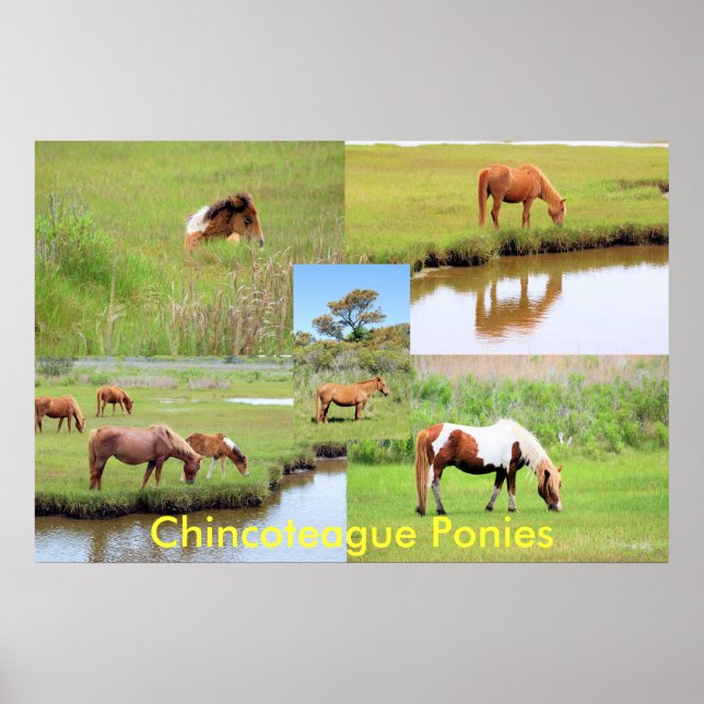 Poster Colagem de Pôs Chincoteague (Frente)