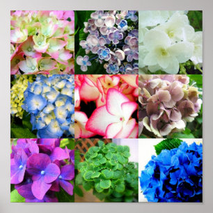 Pôster Colagem do Hydrangea
