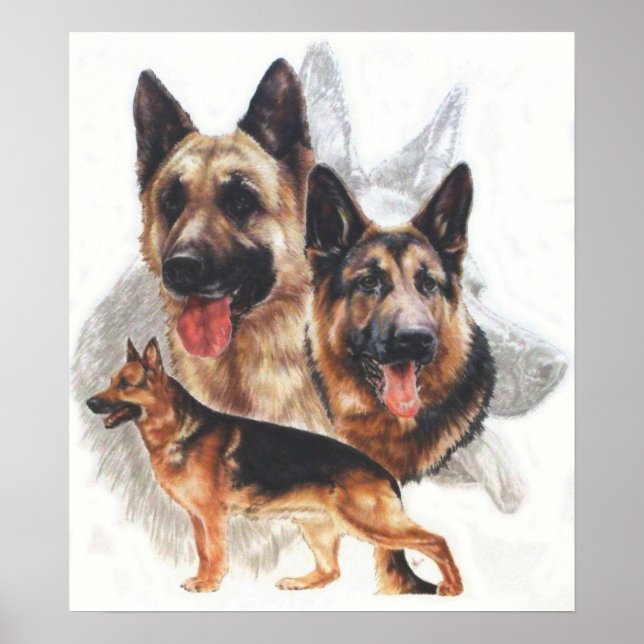 Poster Colagem "Ghost" do german shepherd (Frente)