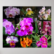 Colagem Orquídea