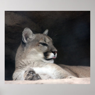 Pôster Colar Montanha Lion Retrato Fechado