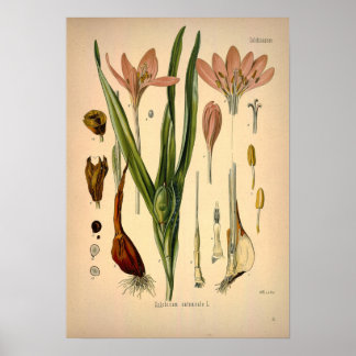 Poster Colchicum Autumnale conhecido como Autumn Crocus