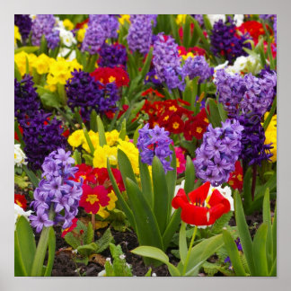 Pôster Coleção Arco-íris