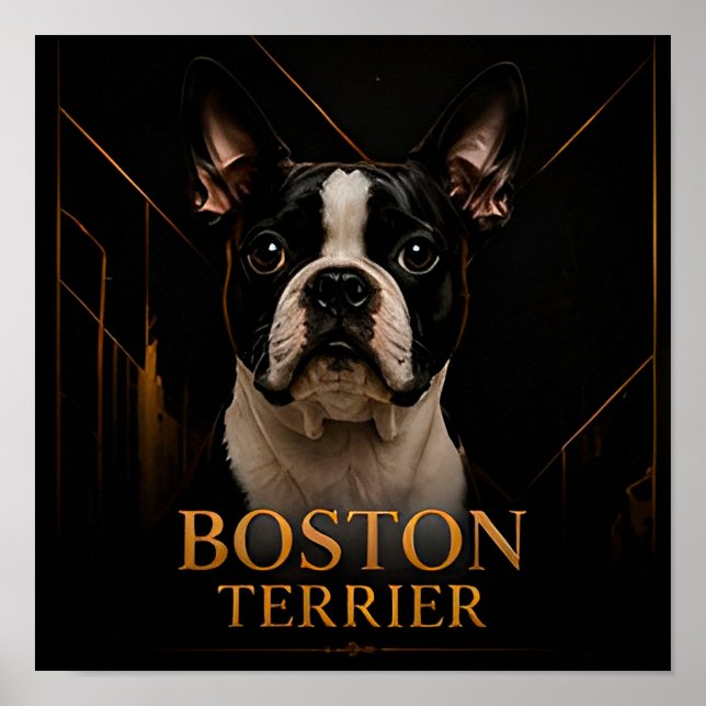 Poster Coleção Clássica Americana Boston Terrier (Frente)