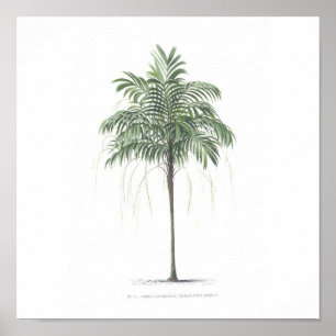 Poster Coleção da ilustração da palmeira