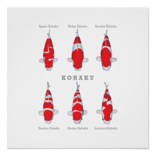 Pôster Coleção de Carpas Poster Kohaku