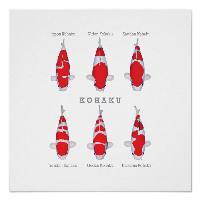 Pôster Coleção de Carpas Poster Kohaku (Frente)