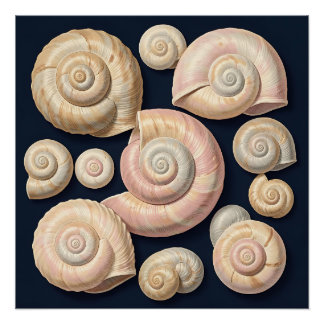 Pôster Coleção de Conchas Marinhas Espirais Bege Rosa Náu