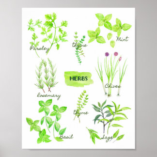 Poster Coleção de Herbos de Aquarela