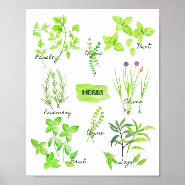 Poster Coleção de Herbos de Aquarela (Frente)