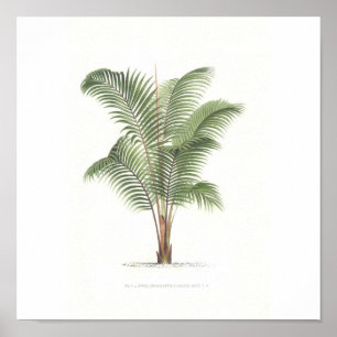 Pôster Coleção de Ilustração de Árvore de Palmas