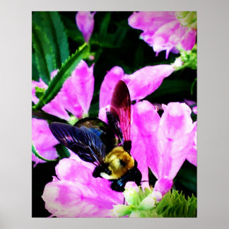 Poster Coleção de Olhos de Abelha de 16" x 20" (semirbril