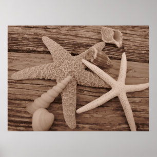 Poster Coleção de Shell