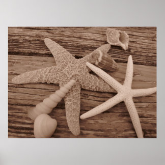 Poster Coleção de Shell