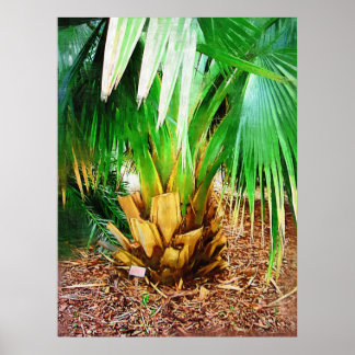 Pôster Coleção IMG_0296palm tree , fair child tropical