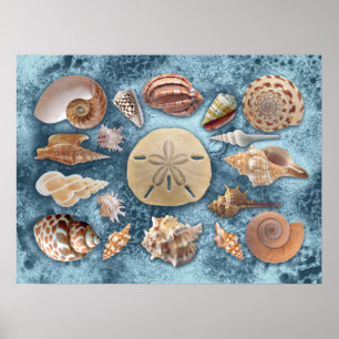 Poster Coleção Seashells