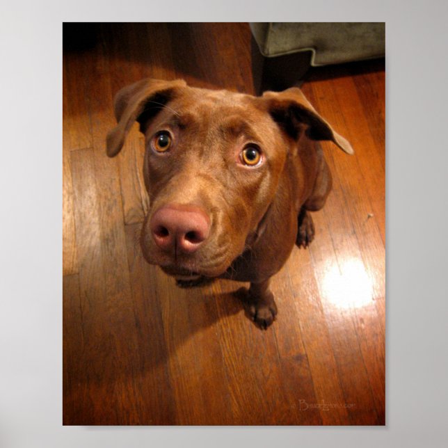 Poster Coletor de Chocolate Pit Puppy (Frente)