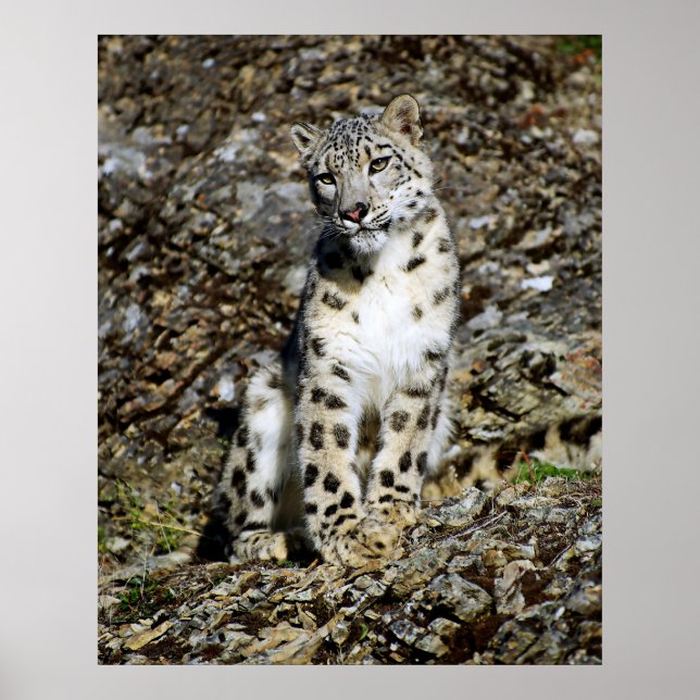 Poster Coletor de Leopardo de Neve (Frente)
