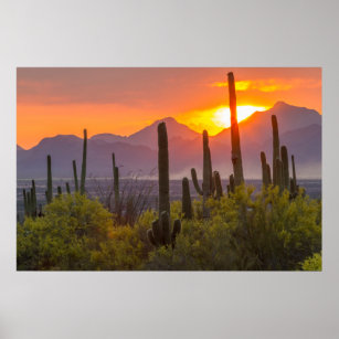 Poster Coletor solar do cacto do deserto, Arizona