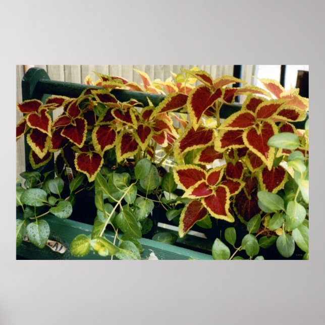 Pôster Coleus em Flor (Frente)