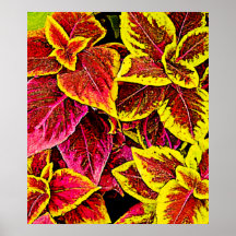 Coleus Leaf Burst Design