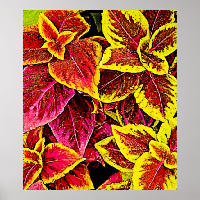 Poster Coleus Leaf Burst Design (Frente)