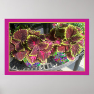 Pôster Coleus Plant