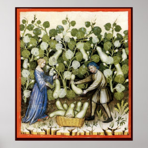 POSTER COLHEITA ANTIQUANTO