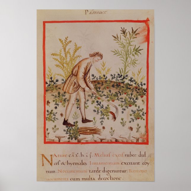 Poster Colheita de Atiradores de Tacuinum Sanitatis (Frente)