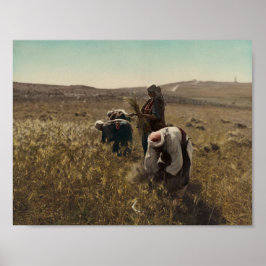 Poster Colheita de cevada colhida nos campos de Belém