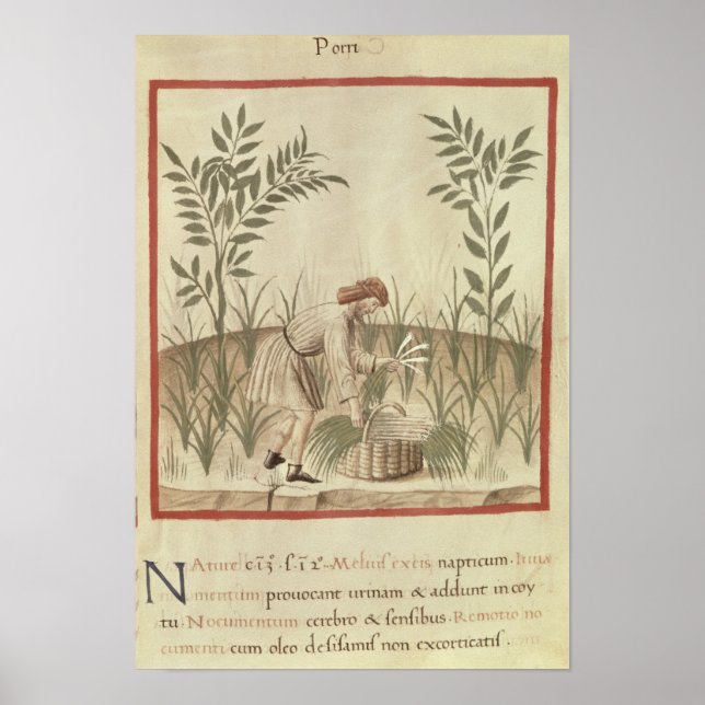 Pôster Colheita de Leeks, de Tacuinum Sanitatis (Frente)