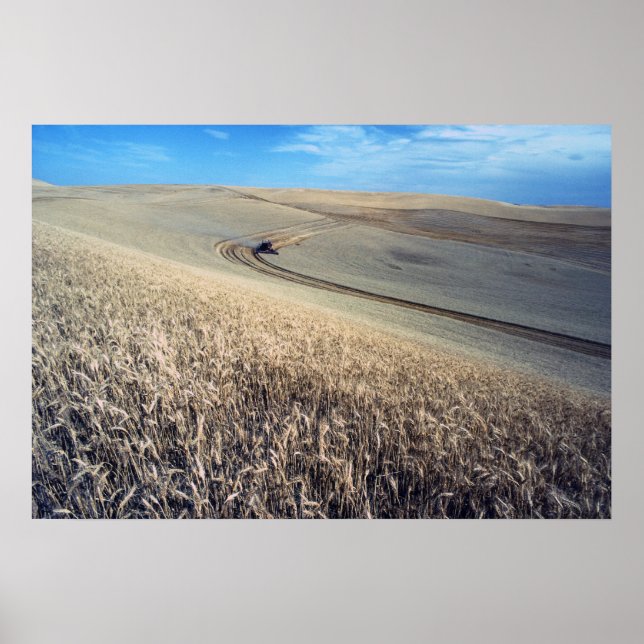 Pôster Colheita de trigo (Frente)