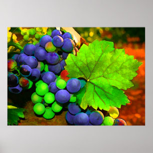 Poster Colheita de Uvas