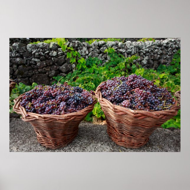 Poster Colheita de uvas (Frente)