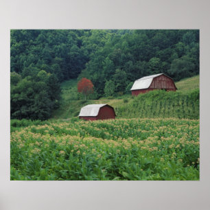 Poster Colheita do tabaco e pares de celeiros vermelhos