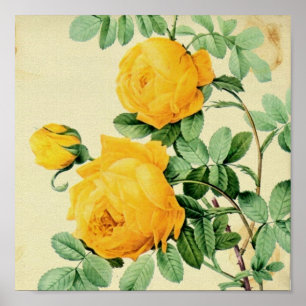 Poster Colheita quadrada bonito dos rosas amarelos do