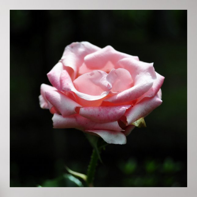 Pôster Colheita Rosa Rosa Rosa Rosa Rosa (Frente)
