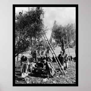 Pôster Colheita verde-oliva Palestina 1886