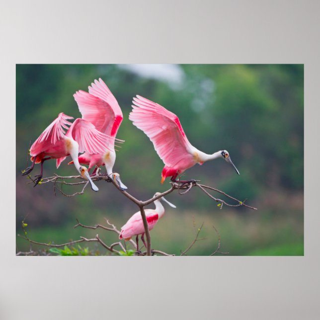 Poster Colhereiros Rosados (Ajaia Ajaja) Pousando (Frente)