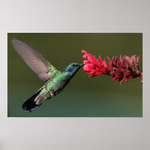 Poster Colibri