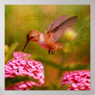 Poster Colibri