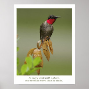 Pôster Colibri