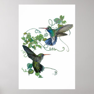 Pôster Colibri
