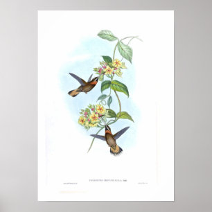 Pôster Colibri